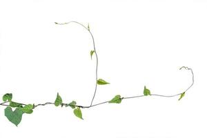 planta de vid, planta de hojas de hiedra natural aislada en fondo blanco, camino de recorte incluido. foto
