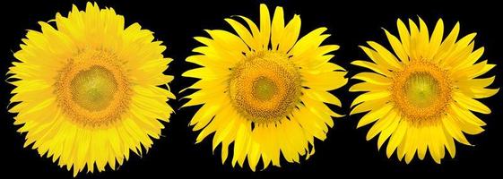 Sunflower isolated on black background. clipping path photo