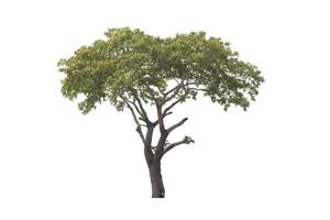 tree isolated on white background photo