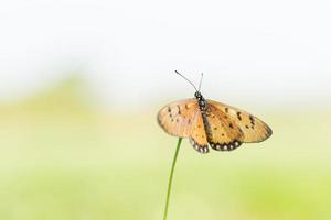 butterfly fly in nature. photo