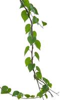 Vine plant, Nature Ivy leaves plant isolated on white background, clipping path included.