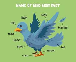 Name of cute cartoon bird body part for kids in english vector