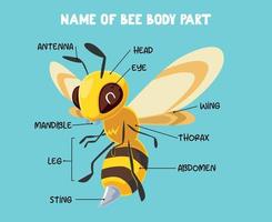 nombre de la parte del cuerpo de la abeja de dibujos animados lindo para niños en inglés vector