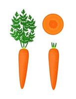 Carrot with tops and carrot slice illustration vector