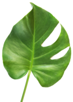 isolated green monstera leaf transparent background. png