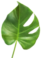 geïsoleerde groene monstera blad transparante achtergrond. png