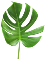 isolated green monstera leaf transparent background. png