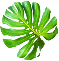 isolated green monstera leaf trabsparent background. png