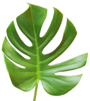 isolated green monstera leaf transparent background. png