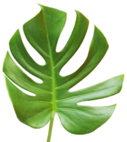 isolerade gröna monstera blad transparent bakgrund. png