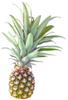 isolated pineapple fruit transparent background. png