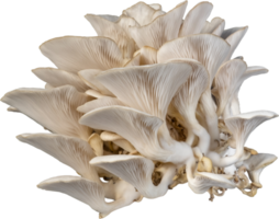 isolated oyster mushroom cutout on white background. png