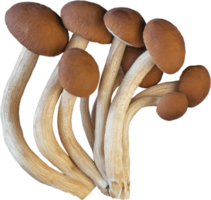 Isolated enoki mushroom cutout on white background. png