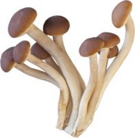 ritaglio di funghi enoki isolato su sfondo bianco. png