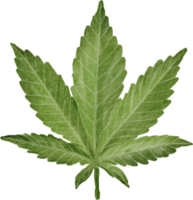 Cutout cannabis leaf simplicity watercolor painting. png