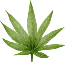 Cutout cannabis leaf simplicity watercolor painting. png