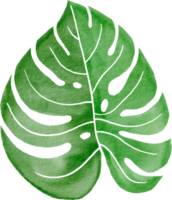 Cutout monstera leaf watercolor simplicity painting. png