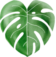 Cutout monstera leaf watercolor simplicity painting. png