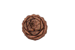 cedar cone top view on transparent background png