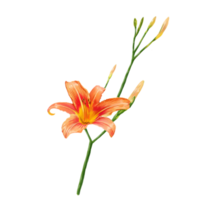 orange Lilienblumen, Taglilienillustration png