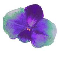 purple orchid flower png
