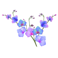 a sprig of orchid png