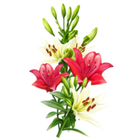 Blumenstrauß aus mehrfarbigen Lilien, Taglilienillustration png