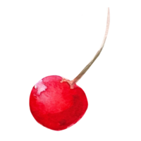 ilustração cereja vermelha png