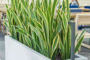 primer plano de sansevieria foto