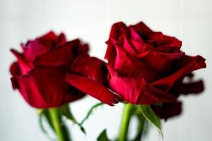 primer plano de un hermoso ramo de rosas rojas en flor. presentación de boda o cumpleaños foto