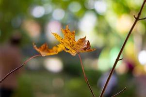 maple leaf on a branch photo