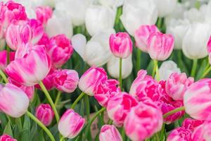 field of blooming multicolored tulips, spring flowers in the garden photo
