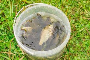 crucian in bucket on grass photo