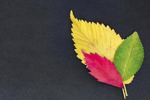 three autumn elm leaves on grey background photo