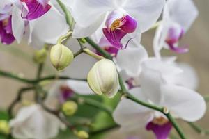 flor de orquídea phalaenopsis blanca y morada en rama foto