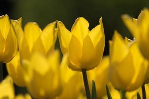 tulipanes amarillos frescos y coloridos en el jardín de primavera foto