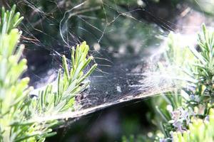 Spider webs - cobwebs on branches and leaves of trees in a city park. photo