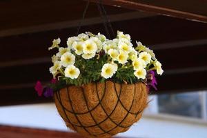 Green plants and flowers grow in a flower pot photo