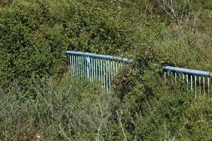 Plants and flowers grow along the high fence. photo