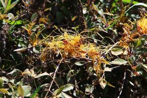 Dodder is a genus of parasitic plants in the bindweed family. photo