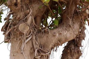 Texture of wood and tree bark. photo