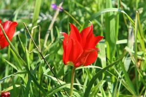 Red tulips in a city park in northern Israel. photo