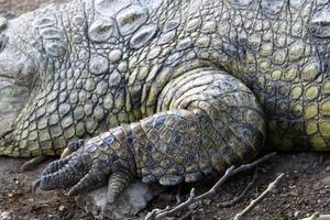 A huge crocodile lies on the grass on the banks of the river. photo