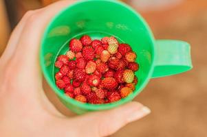 green plastic cup with wild strawberries in female hand photo