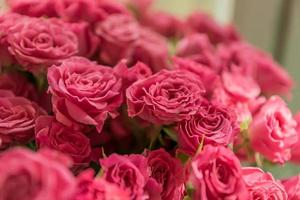 bunch of pink roses background, soft focus photo