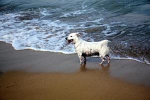 Dog for a walk in a city park on the shores of the Mediterranean Sea photo