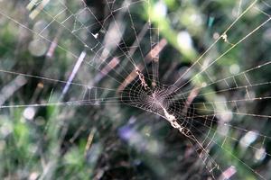 telarañas - telarañas en ramas y hojas de árboles en un parque de la ciudad. foto