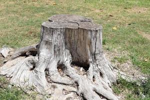 Old rotten stump in the city park. photo