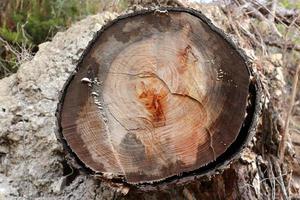 Texture of wood and tree bark. photo