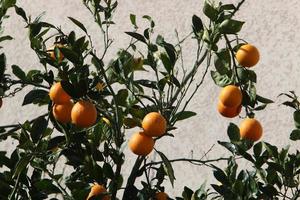 Fruits of citrus trees in the city park. photo